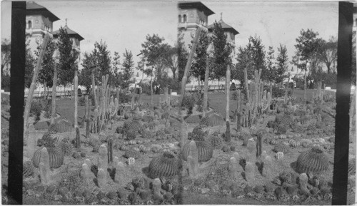 Mexican Cactus, Pan American Exposition