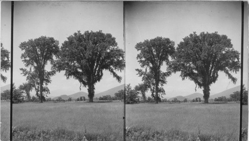 Under the Elms of Intervale, Mt. Washington in Distance, N. H