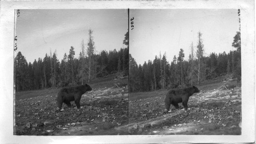 A Native Growler, Yellowstone National Park