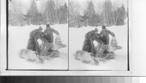 "A fine morning's work." Hunting deer in Canada?