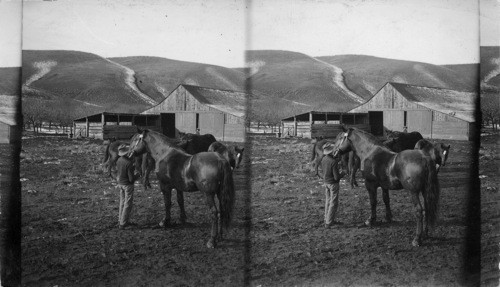 Cherrydale Stock Ranch, Whitman Co. Washington