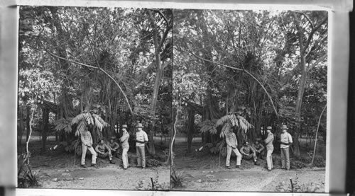 U.S. Soldiers under a banyan tree in the botanical gardens, Manila, P.I. Obsolete Or Otherwise Not Very Usable E E Baker 1929