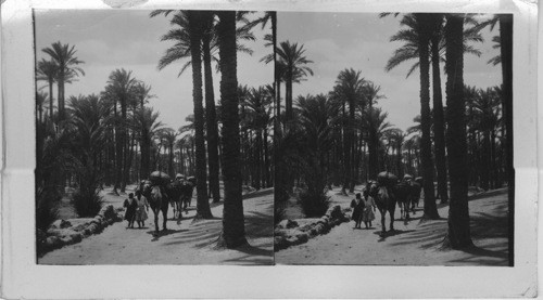 One of the Beautiful Palm Groves near Cairo