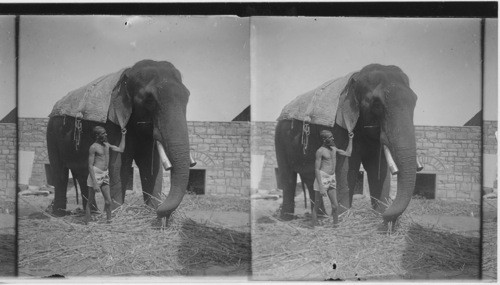 An Elephant Eating Hay, India