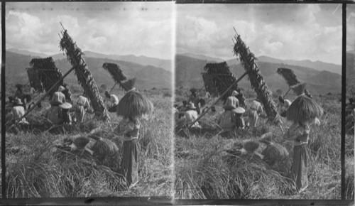 Harvesting rice under palm leaf sun shades, Philippines