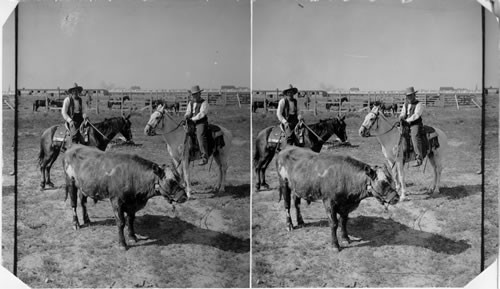 On a Montana Ranch - the Every-day Job of a Cowboy. [Two men on horses at a ranch with a cow