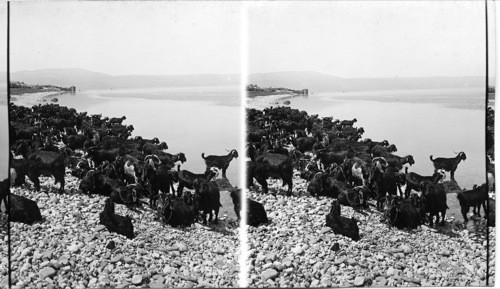 Goats on the shore, beside the Galilee. Palestine