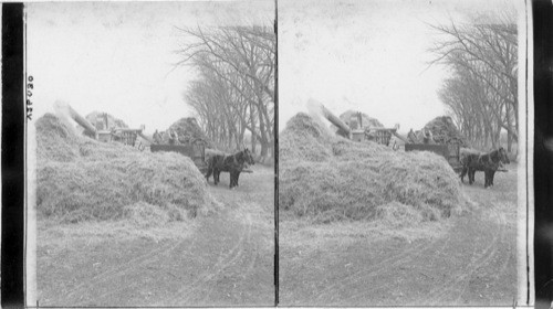 Threshing Oats in Eastern Nebraska