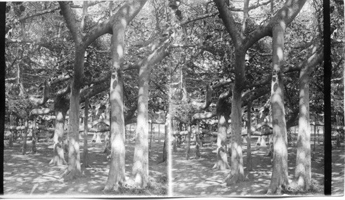 Among the Aerial Trunks at the Great Banyan Tree. Calcutta, India