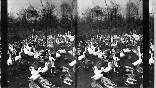 Round-up of the ducks, close of Columbian Exposition