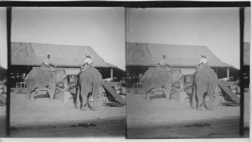 Elephants Piling Lumber, India