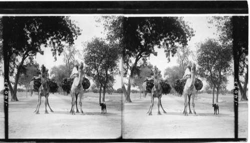 “Ships of the desert” - stately Camels on an Avenue outside. Agra, India