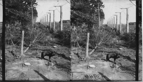 A Single Silver Black Fox in Large Pen, Rosbank Fur Farms, Ltd. Southport, P.E. Island