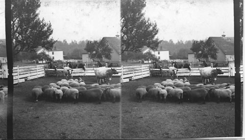 Domestic animals on a Canadian farm. Ontario, Canada