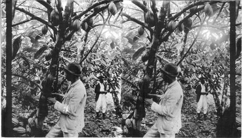 Gathering cacao pods - one of Costa Rica's most valuable products - near Port Limon. Costa Rica