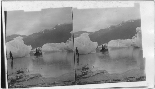 Among the Icebergs in Taku Inlet. Alaska