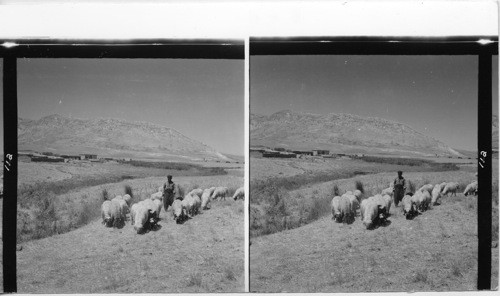 SHEPARD IN KURDISH MTS. IRAQ