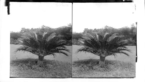 Sago Palms, Jamaica