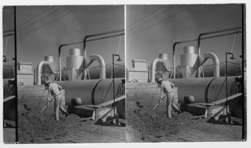Forking Alfalfa into Huge gas heated drying machines near Cozad, Nebraska. Lowe, 1952