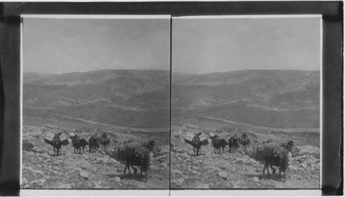 Our Pack Train crossing, the Lebanon Range, Syria