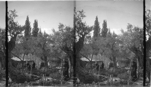 Garden of Gethsemane. Jerusalem, Palestine