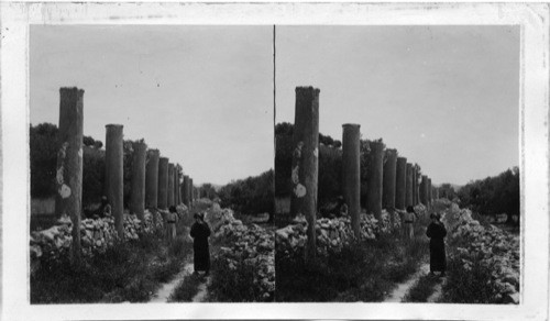 Street in old Samaria Showing the Ruins of Ancient Columns. Palestine