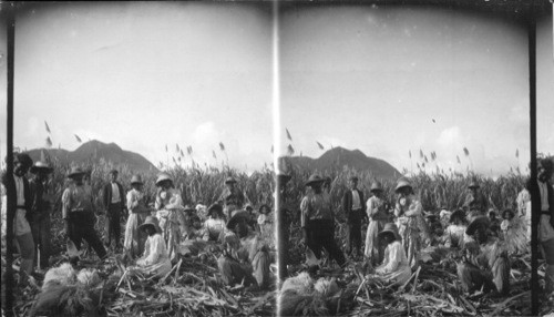 Sugarcane Cutters in Full Swing. St. Kitts, W. Indies