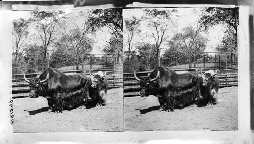 Yak or grunting ox (paephagus grunniens) from Tibet in the zoo, Lincoln Park