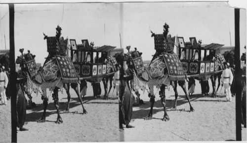 Arab Wedding Carriage Cairo, Egypt