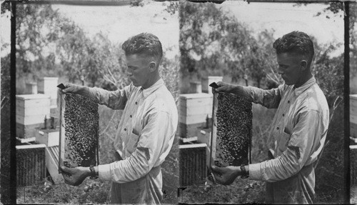 Beekeeper Examining A Board Frame Covered With Bees, Texas(?)