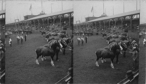 Strength and beauty in the horse kingdom Great Horse show. La. Purchase Exposition, St. Paul, Mo