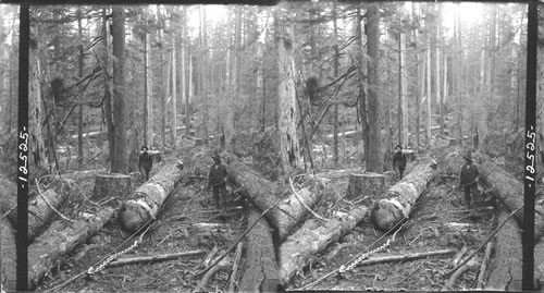 Yanking log 1/4 mile through the forest by donkey engine and cable. Cascade Mountain. Ore