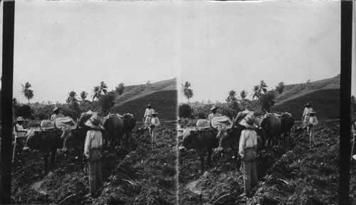 Farm scene in Martinique. F.W.I Breaking the Rich Volcanic Soil