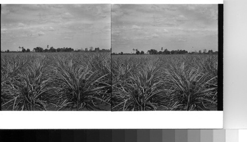 Cuba - Province of Havana - Batabano: A field of pineapples on a plantation devoted to the growing of this fruit in the Batabano district on the south coast of Cuba. The plantation was about seven kilometers from Batabano on the coast which is due south from Havana on the north coast. These pineapple are about two months from maturity and harvest and are the first growth - the field not having been cut over before. These pineapples will be picked and others developing later will take the second cutting