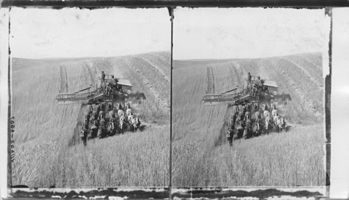 Modern American Harvester in the great Western Wheat Fields - Combined Harvester Cutting, Threshing and Sacking - Walla Walla, Washington, U.S