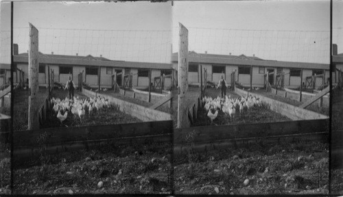 Chicken farms from reclaimed logging land, Puget Mill Company, Seattle, Wash