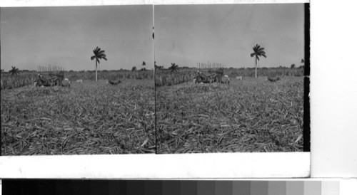 Cuba - Province of Camaguey - Vanero: In the fertile sugar lands in the south-central part of the Province, about ten miles of so west of the city of Camaguey. The sugar lands of Cuba are rich in color as well as product, for the greens of the growing cane and the palms and the blue of the sky make a bright background for the cut cane which soon takes on a brownish gold tint on the floor of the field. A sugar cart is beginning to load the cane of this field which has just been cut and will take its load to the transfer station at the railroad about a mile away to central Vertientes about 10 or 15 miles farther west. Cane fields of Cuba are seldom if ever burned to strip the leaves from the cane because most of the harvest occurs in the very dry season with its brisk winds which might easily turn the burning into a catastrophe. the fields do not take on the dinginess of burned sugar lands, but retain the fresh, bright color of their growth