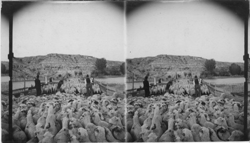 Sheep Being Loaded on Boat. Montana