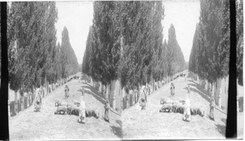 Dyke to prevent river overflow - (lined with poplars) Srinagar. India