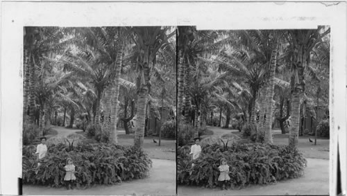 Ferns and coconut palms of a Pacific Paradise, Waikiki. Hawaiian Islands