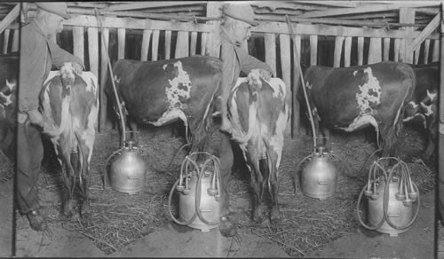 Milking Machine. Vermont