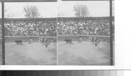 The favorite sport in Mexico - Bullfight and crowed of spectators on a public holiday. Mexico