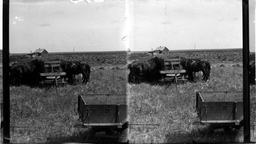 Horses feeding in the wheat fields of Wilson Bros. Farm. Canada. Sask