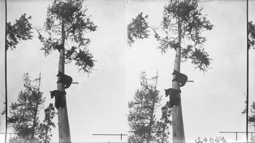 Three Small Cub Bears Up a Tree in Jasper Park. Alberta, Canada