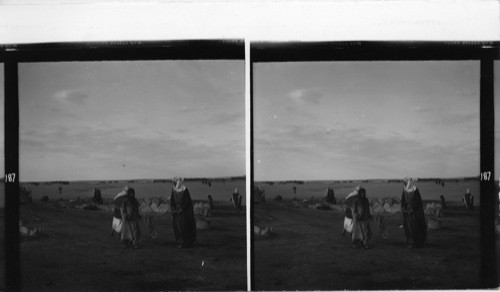 187 See Nos. 184 and 185. In the back of these pictures the low, black tents of the Bedouins can be seen. 185 - - In the late afternoon (sun had set already) I saw Arabs near Rutba (border station between Jordan and Iraq) pull the water-filled leather bag up from the cistern. The length of the ropes show the depth of the cisterns