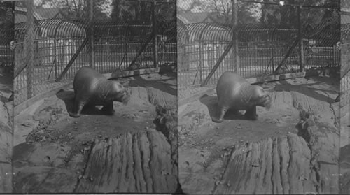 Atlantic Walrus ("whale horse") relative to seal and sea lion, Bronx Park. N.Y.C