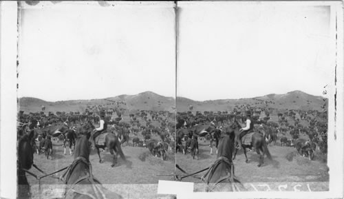 Making a Drive on the Paloduro [Palo Duro] Ranch, Paloduro [Palo Duro] , Texas. 600 Set No. 127 Book of Pets