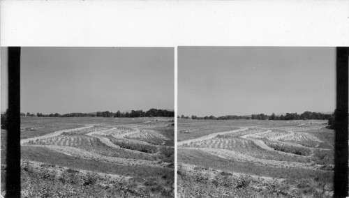 Showing how to _ row of cotton have been planted to overcome erosion. N. Carolina. Not cataloged