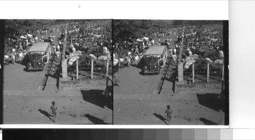 Weekly cattle market , largest in the country, is held at Alajuela. The cattle, bred in Nicaragua has been fattened in the northwest province of Costa Rica - Guanacaste, and then shipped up into the mountains for sale at the several cattle markets or fair. Alajuela, Costa Rica. C.A