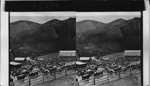 Corral at Eaton's Ranch, Wolf, Wyoming